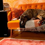 Un Montain Cur allongé sur un canapé et semblant détendu 