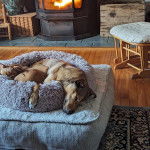 Un Montain Cur allongé dans un panier et semblant dormir 