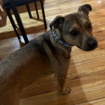 Un Montain Cur sur un plancher et portant un  collier autour du cou 