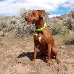 Un Montain Cur sur un terrain herbeux et portant un collier autour du cou