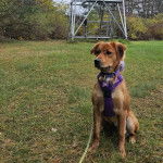 Un Montain Cur assis sur un terrain herbeux et qui est tenu en laisse 