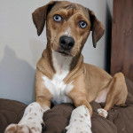 Un Montain Cur allongé sur un canapé et semblant détendu 