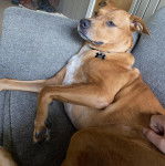 Un Montain Cur allongé sur un canapé et portant un collier autour du cou