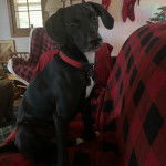 Un Montain Cur assis sur un canapé et portant un collier autour du cou