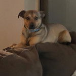 Un Montain Cur regardant vers la caméra et portant un collier autour du cou