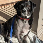 Un Montain Cur regardant vers la caméra et portant un collier autour du cou