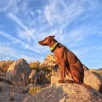 Un Montain Cur assis sur une pierre et portant un collier autour du cou