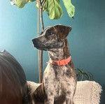 Un Montain Cur assis sur un canapé et portant un collier autour du cou