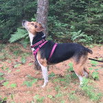 Un Montain Cur sur une surface herbeuse et portant un harnais 