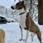 Un Montain Cur sur une surface enneigée et portant un collier autour du cou