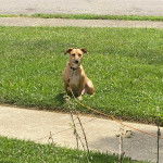 Un Montain Cur assis sur une surface gazonnée et qui est tenu en laisse 