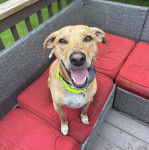 Un Montain Cur ayant la gueule ouverte et portant un collier autour du cou