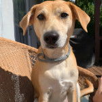 Un Montain Cur assis sur une chaise et portant un collier autour du cou 