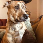 Un Montain Cur sur un canapé et semblant détendu 