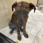 Un Montain Cur assis et semblant détendu