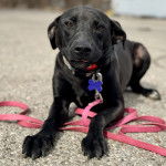 Un Montain Cur regardant vers la caméra et qui est tenu en laisse 