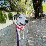 Un Montain Cur sur une surface bétonnée et qui est tenu en laisse 