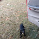 Un chiot Montain Cur sur une surface gazonnée et 