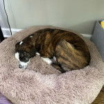 Un Montain Cur allongé dans un panier et semblant détendu 