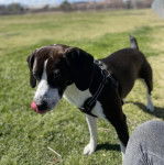 Un Montain Cur sur une surface herbacée et portant un harnais 