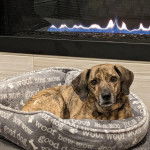 Un Montain Cur allongé dans un panier et portant un collier autour du cou et 