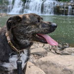 Un Montain Cur tenu en laisse et tirant la langue