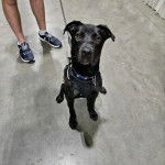 Un Montain Cur assis et tenu en laisse