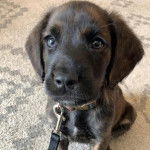 Un Montain Cur assis sur une moquette et tenu en laisse