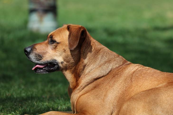 Un Montain Cur allongé sur l'herbe