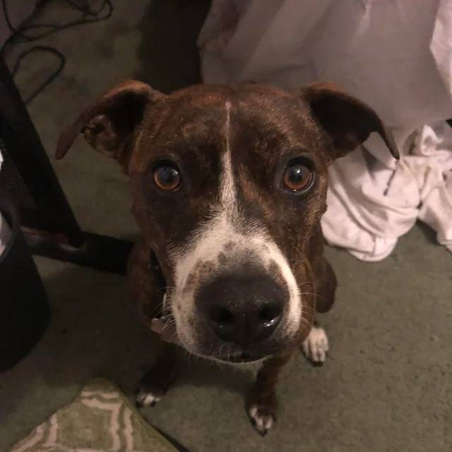 Un Mountain Cur assis sur une moquette et regardant vers la caméra 