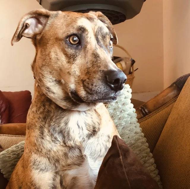 Un Mountain Cur allongé sur un canapé et semblant détendu