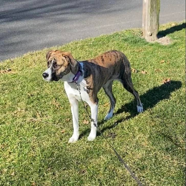 Un Mountain Cur sur un terrain gazonné et qui est tenu en laisse