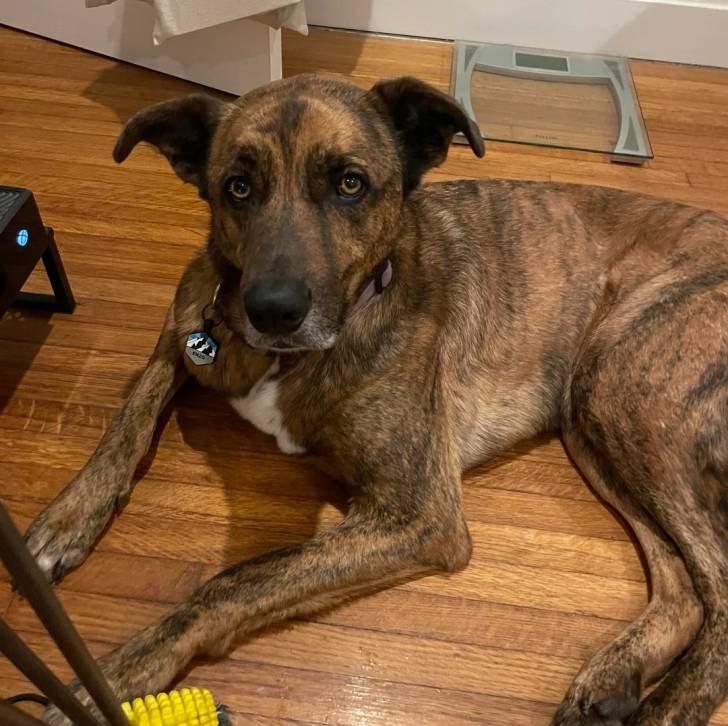 Un Mountain Cur allongé sur un plancher et portant un collier autour du cou