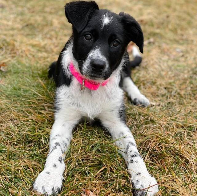 Un Mountain Cur allongé sur un terrain herbeux et portant un collier autour du cou
