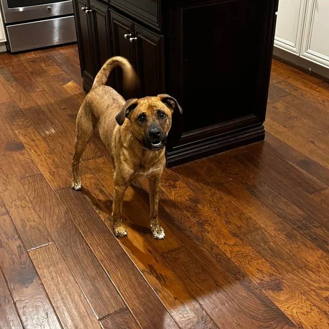 Un Mountain Cur sur un plancher et regardant vers la caméra