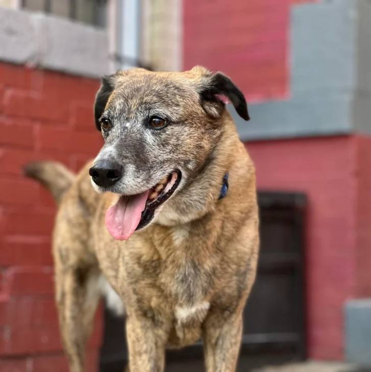 Un Mountain Cur tirant la langue et portant un collier autour du cou