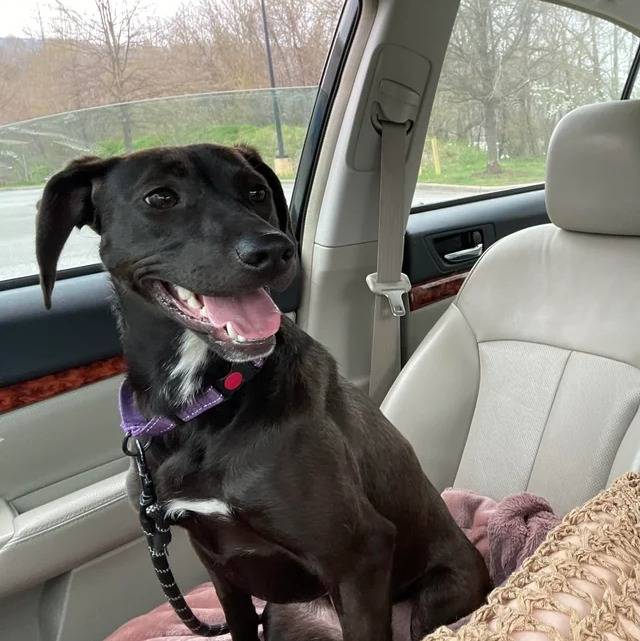 Un Mountain Cur assis sur le siège d'une voiture et qui est tenu en laisse 