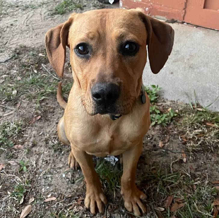 Un Mountain Cur assis sur un terrain herbeux et portant un collier autour du cou
