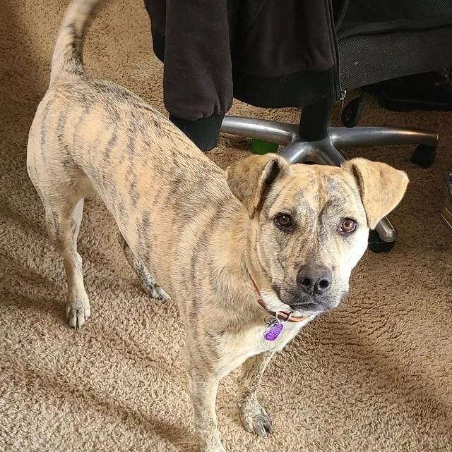 Un Mountain Cur sur une moquette et portant un collier autour du cou