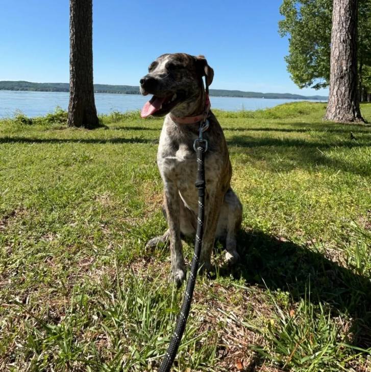 Un Mountain Cur assis sur un terrain herbeux et qui est tenu en laisse
