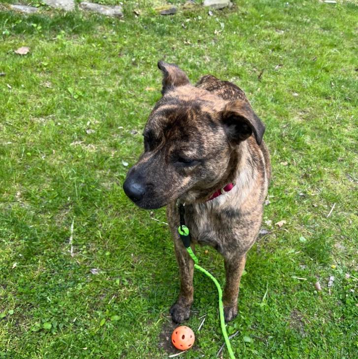 Un Mountain Cur sur un terrain herbeux et qui est tenu en laisse 