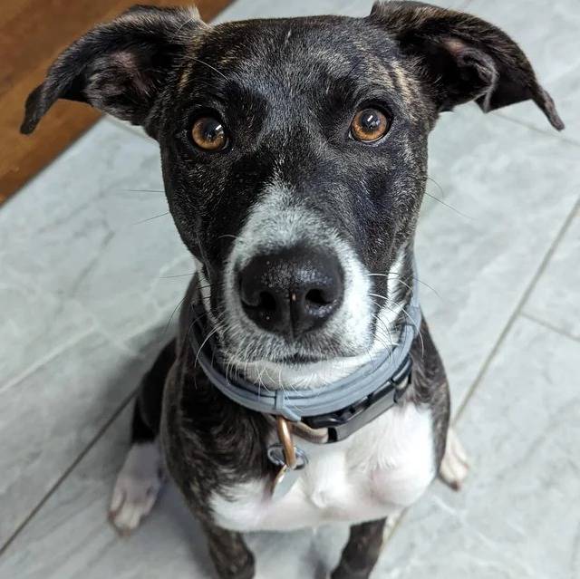 Un Mountain Cur assis sur un sol carrelé et portant un collier autour du cou