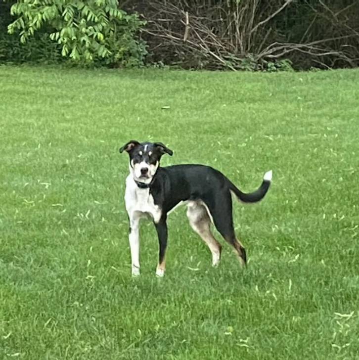 Un Mountain Cur sur une surface gazonnée et portant un collier autour du cou