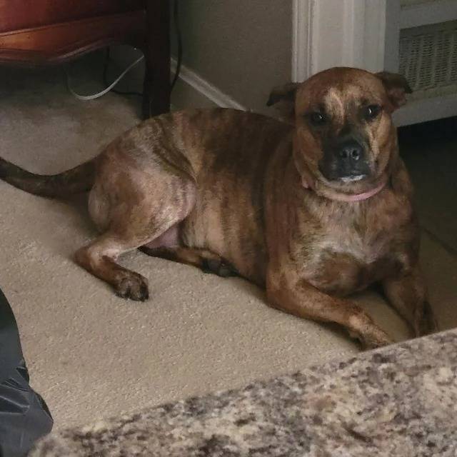 Un Mountain Cur allongé sur une moquette et portant un collier autour du cou