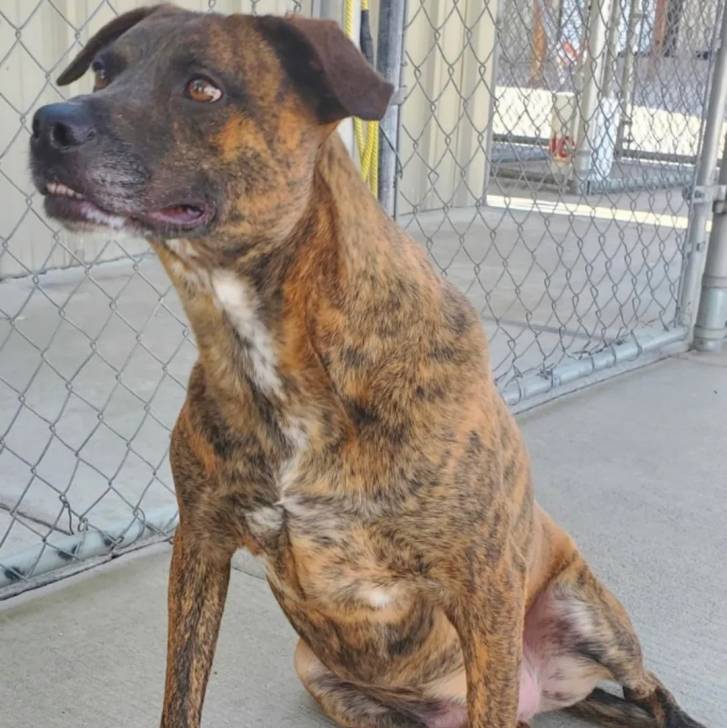 Un Mountain Cur assis sur une surface bétonnée et semblant détendu 