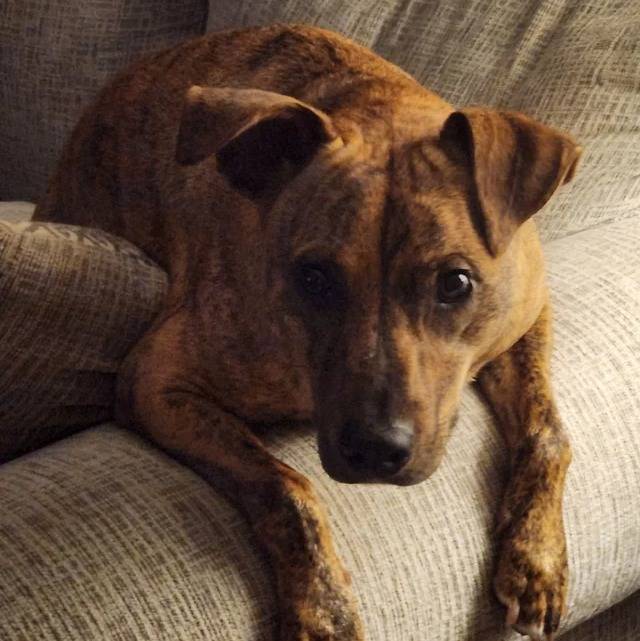 Un Mountain Cur allongé sur un canapé et regardant vers la caméra 