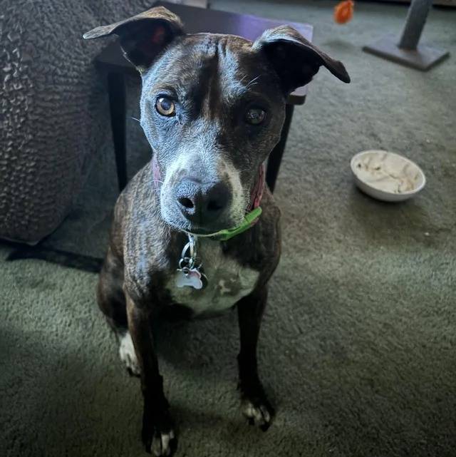 Un Mountain Cur assis sur une moquette et portant un collier autour du cou