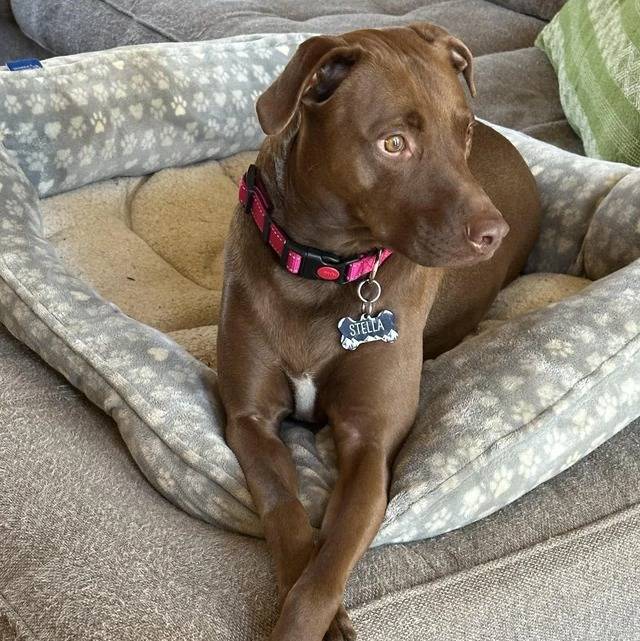 Un Mountain Cur allongé dans un panier et portant un collier autour du cou