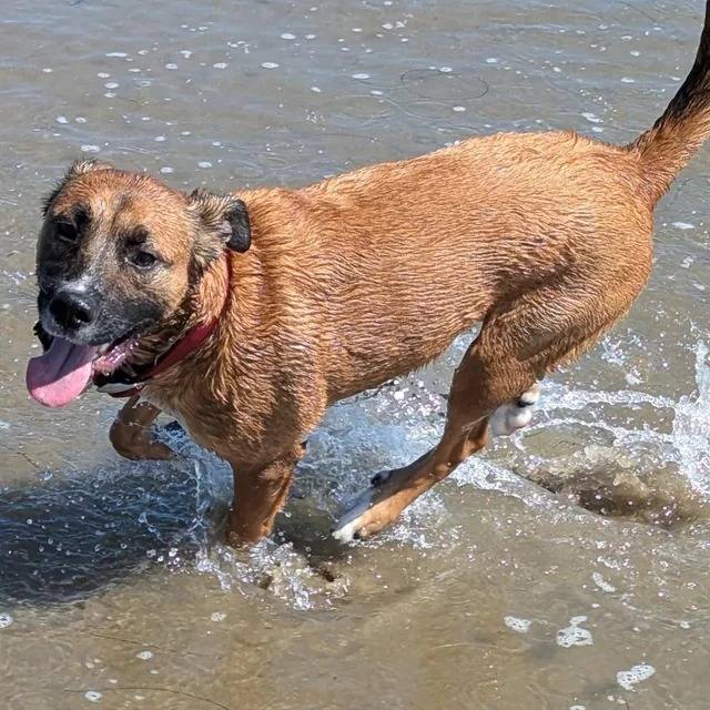 Un Mountain Cur tirant la langue et portant un collier autour du cou