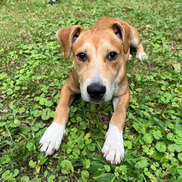 Un Mountain Cur allongé sur un terrain herbeux et regardant vers la caméra 